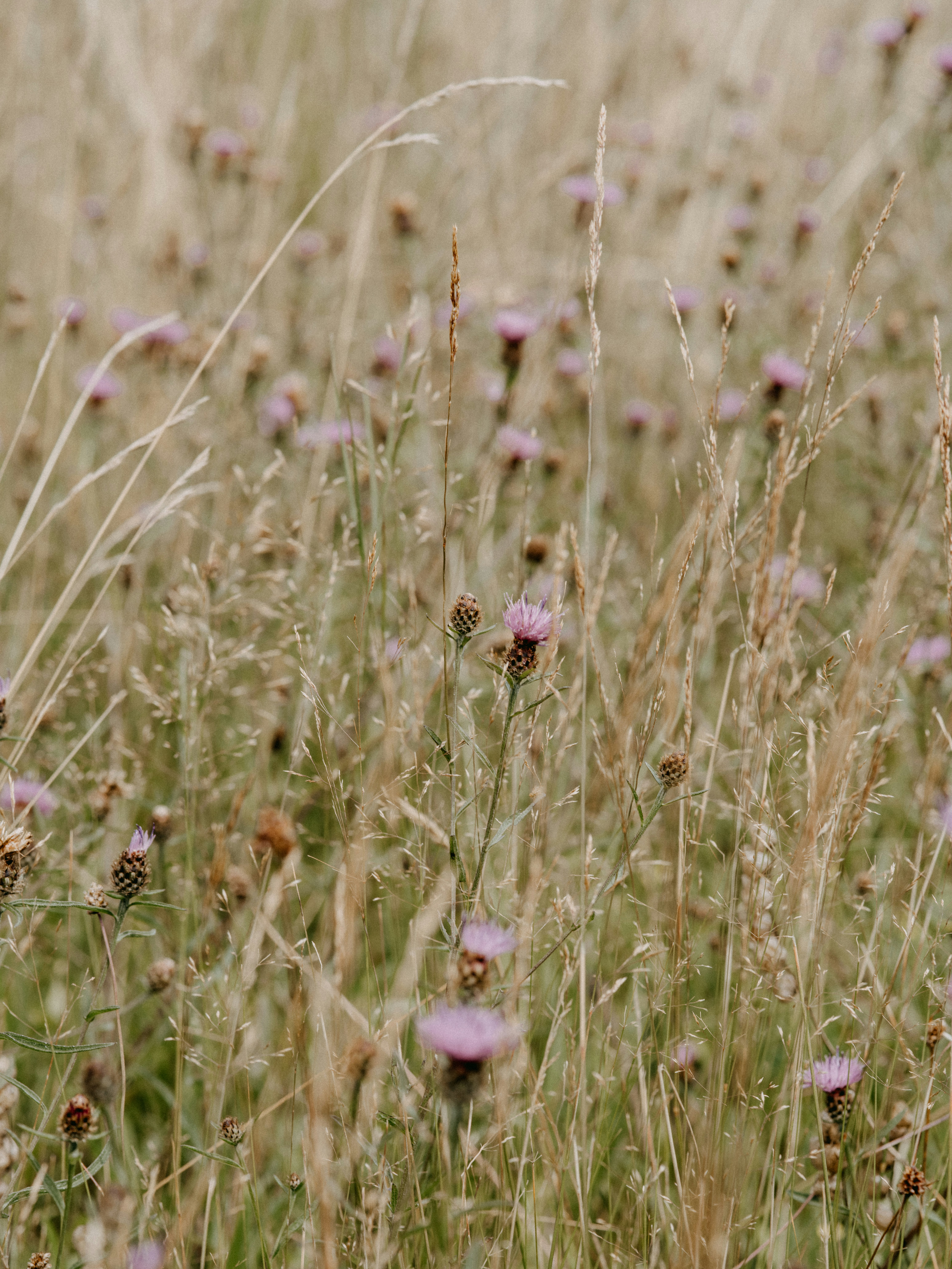 pink flower field during daytime